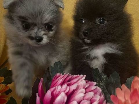 Chiots spitz allemand nain 850 79200 Parthenay