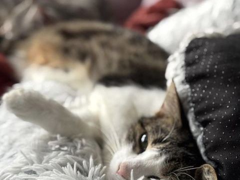 Hind 200 44000 Nantes