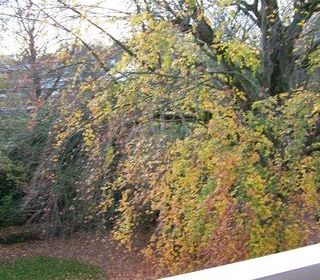  Appartement � louer 2 pi�ces 63 m�