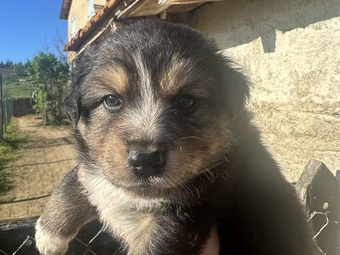 Chiot berger australien 500 69620 Saint-v�rand