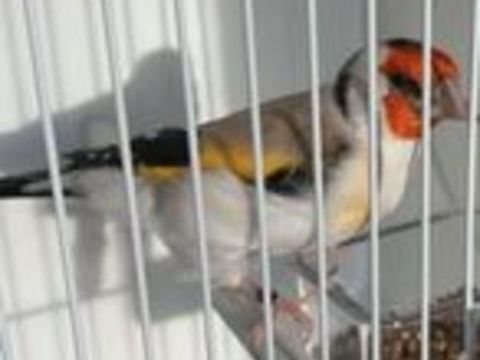   Canari mâle 