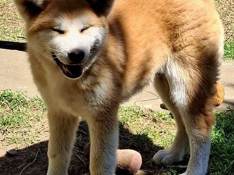 Akita Inu LOF, dernier chiot 390 30000 Nîmes