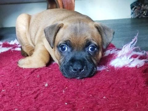 Chiots staffies &agrave; r&eacute;server 1600 29200 Brest