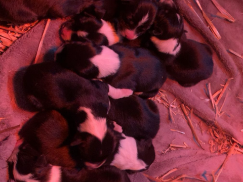 Chiots border collie 
0 22970 Ploumagoar