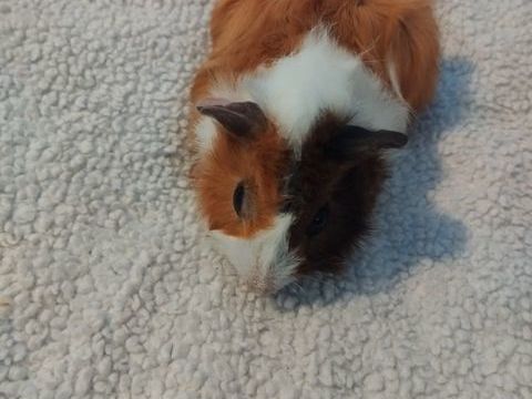 Cochon d'inde 20 35730 Pleurtuit