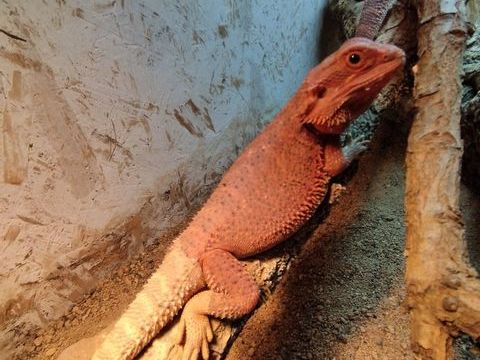 Pogona demi red Monster  250 78570 Andrsy