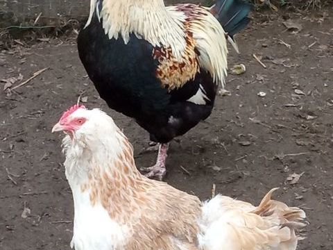 oeufs f&eacute;cond&eacute;s de faverolles 1 29140 Rosporden