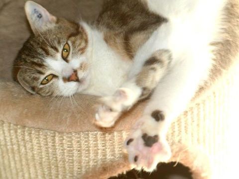 ESPOIR FEMELLE TIGRE BLANC 10 ANS 145 92260 Fontenay-aux-roses