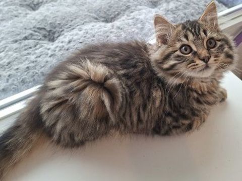 WHITNEY CHATONNE TIGREE 5 MOIS 225 92260 Fontenay-aux-roses