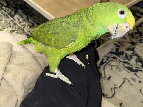 Perroquet Amazon 1500 42000 Saint-�tienne