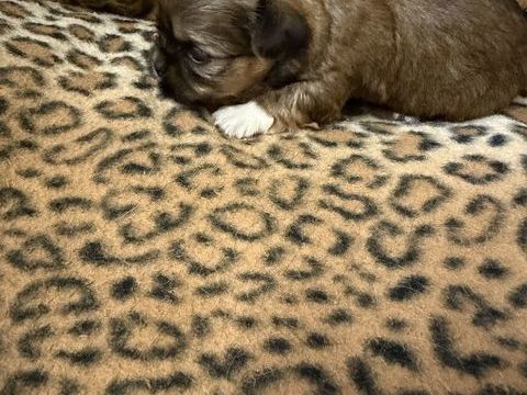 Shorkies 900 70110 Villersexel