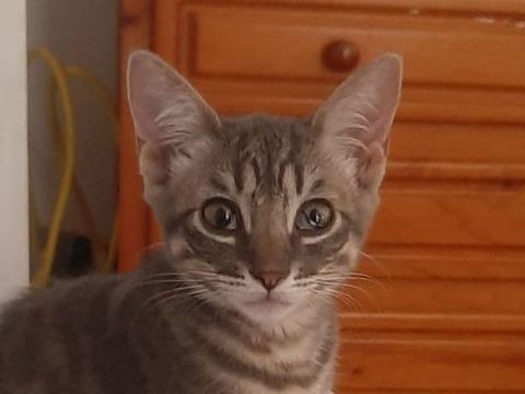 OLIVE 185 27620 Gasny
