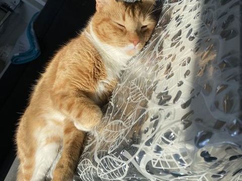 Chat roux tache blanc 0 67100 Strasbourg