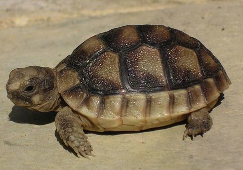 Tortue de terre 70 31000 Toulouse