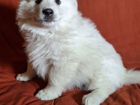 Chiot finnois de Laponie 1300 56330 Pluvigner