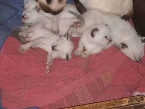 R&eacute;server votre chaton. Disponible fin mai. 650 83560 Rians