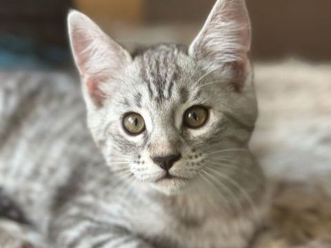 Chatons BENGAL LOOF issu Lignées Cashmeres 1000 71210 Montchanin