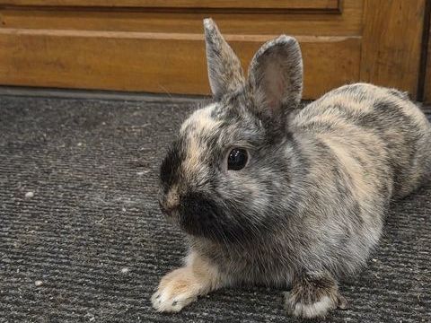 Deux lapins nains m&acirc;les &agrave; adopter/vendre 
60 45340 Nibelle