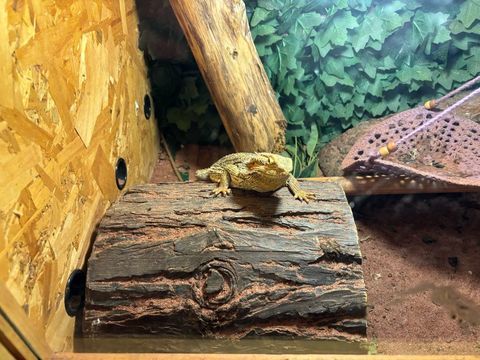 couple pogona avec terrarium et pied 350 59200 Tourcoing
