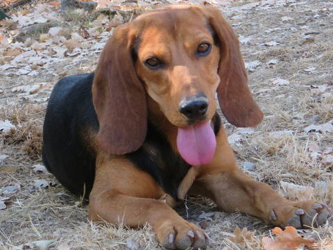 Gaby est à l'adoption! 0 34000 Montpellier