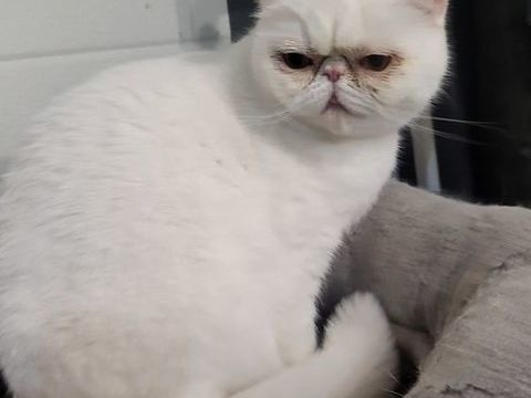 Chatte exotic shorthair blanche 1000 86430 Luchapt