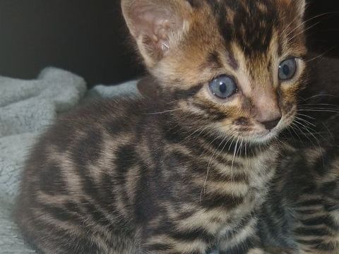 Chatons bengal LOOF a reserver 1000 