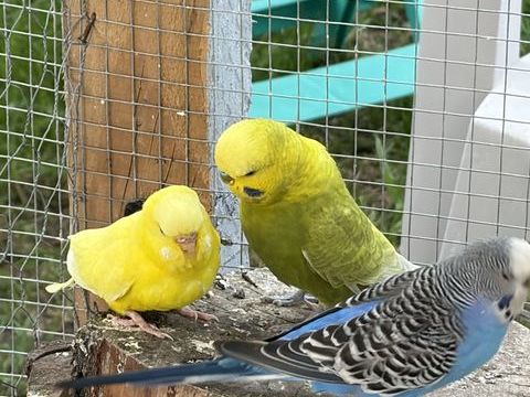 Couple perruches  et inseparables 20 87300 Bellac