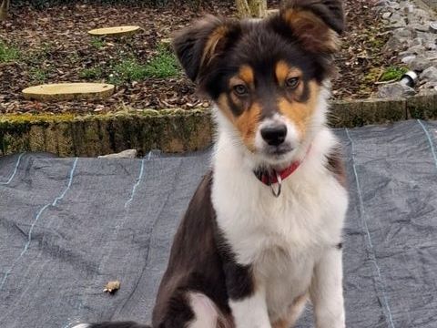 Recherchons une famille pour Anouk 4 mois 0 59163 Cond�-sur-l'escaut