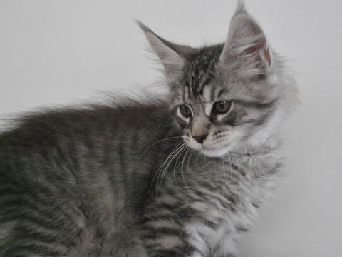 Chaton mainecoon non LOOF 800 14170 Saint-pierre-sur-dives