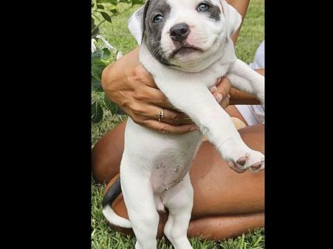 A reserver adorables femelles staffies 2000 66000 Perpignan