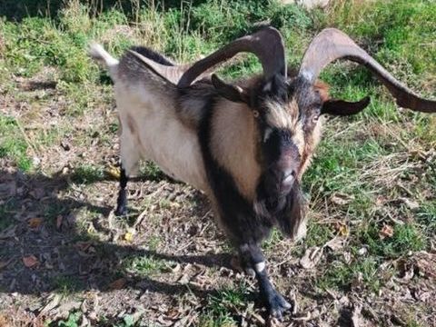 Bouc 20 34490 Th�zan-l�s-b�ziers