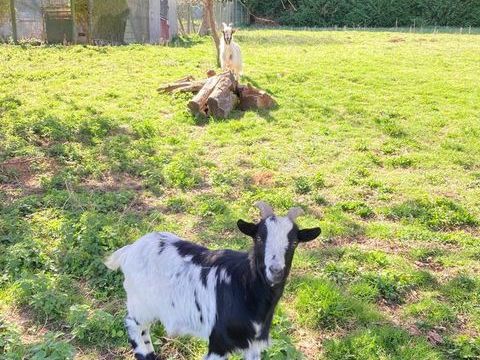 A donn&eacute; ch&egrave;vres naines 0 60240 Courcelles-l�s-gisors