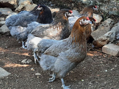 Poule pondeuse et ornemental livraison possible :-) 22 77540 Courpalay