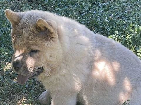  &Agrave; SAISIR BB CHOW CHOW M&Acirc;LE POIL COURT CINAMON LOF 1000 49150 Baugé