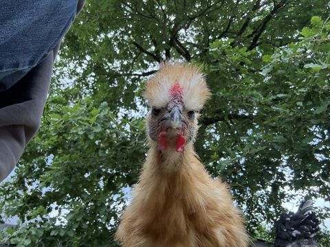 Coq soie 3 mois 15 37130 Langeais