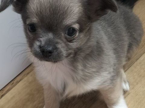 Chiot Femelle poi Long  a r&eacute;server  900 56800 Ploërmel
