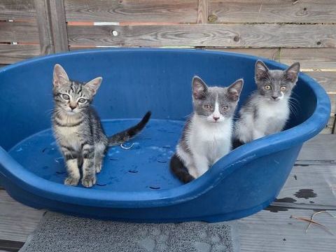 Magnifique chatons 0 26000 Valence
