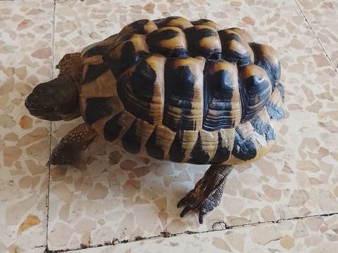 Tortue de terre male 150 