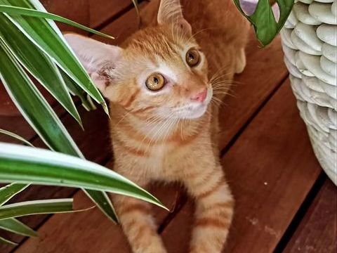 ✨️ NIRO ✨️ 🐱 210 63000 Clermont-ferrand