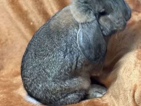 lapins petit belier de race 65 45220 Saint-firmin-des-bois