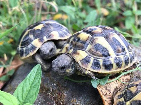 Tortue 1,2,3 ans Essonne ile de France  80 91620 La ville-du-bois