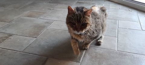 HELP pour Sissi, PANIER RETRAITE 1 34500 Bziers