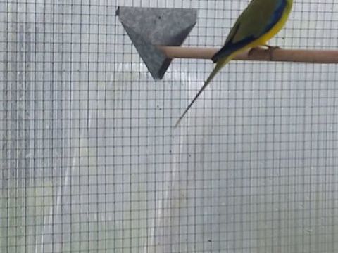 Perruche &eacute;l&eacute;gante 30 60130 Saint-just-en-chauss�e