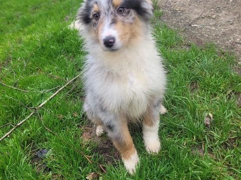 Chiot berger australien 1000 85440 Avrill�