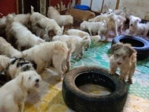 le refuge de MIRA en egypte 0 45000 Orlans