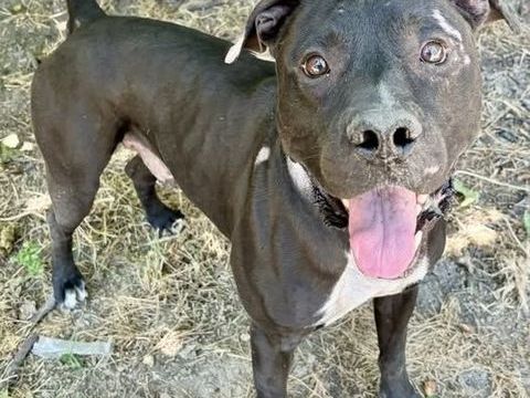 Chien ARISTOTE &agrave; l adoption 210 34500 B�ziers