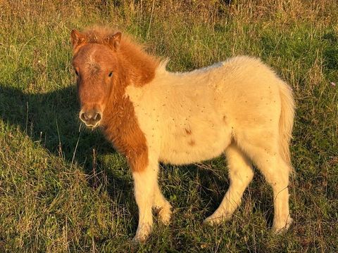  PONEY SHETLAND PIE 
500 67320 Rauwiller