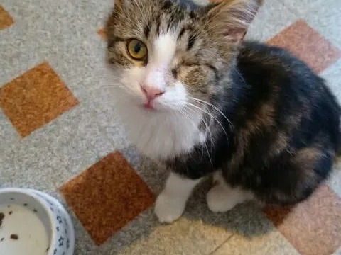 Diva chatte adorable 1 an cherche famille 140 11000 Carcassonne