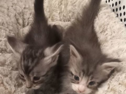 A RESERVER MAGNIFIQUES CHATONS MAINE COON PURE RACE NON LOOF 800 91160 Longjumeau