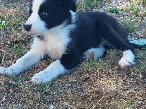 Chiots border collie m&acirc;le 800 70270 Saint-barthélemy